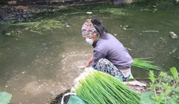 Hãi hùng rau rửa bằng nước thải sinh hoạt rồi đem bán