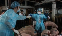 Trên 6 triệu con lợn ăn chất cấm: Có thể xử lý hình sự?