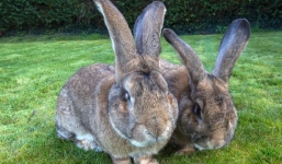 Chú thỏ lớn nhất thế giới nặng 23kg, dài gần 1m2