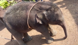 Mất hai tiếng để cứu voi 2 tháng tuổi rơi xuống giếng