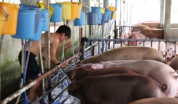 Hàng trăm con heo bị tiêm thuốc an thần: Chủ trại bị phạt 10,5 triệu đồng