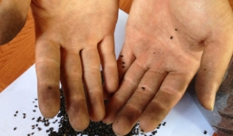 Mè nghi được nhuộm đen bằng lõi pin: Chờ kết quả kiểm nghiệm