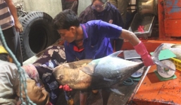 Ngư dân Quảng Trị bắt được đàn cá hiếm gặp, thu về hàng trăm triệu