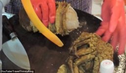 Video: Sửng sốt cảnh tôm hùm bị cắt đôi vẫn cử động