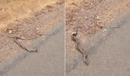 Video rắn nâu cực độc quyết chiến giành quyền giao phối