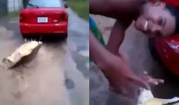 Video rùa xanh quý hiếm bị ô tô kéo lê gây phẫn nộ