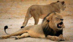 Video: Sư tử bị bắn gục vì điên cuồng tấn công người