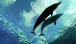 Phát hiện đại dương khổng lồ 2,7 tỷ năm tuổi trong lòng trái đất