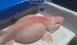 Bắt được 'thủy quái' có mắt kì dị như người ngoài hành tinh