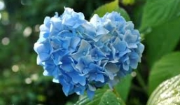 Ý nghĩa của loài hoa cẩm tú cầu