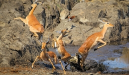 Linh dương tung mình thoát cú đớp tử thần của cá sấu