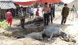 Sét đánh chết 5 con trâu ở Hà Giang