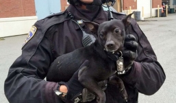 Hy hữu cảnh sát rượt chó bị xổng chuồng ở San Francisco