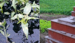 Dân mạng rùng mình trước 'đặc sản' rau xanh trồng cạnh nghĩa địa