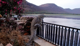 Cá sấu 'khủng' leo qua hàng rào tìm chỗ đẻ trứng 