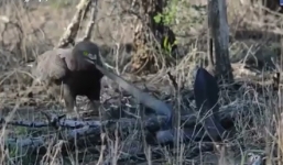 Cuộc chiến sinh tử giữa đại bàng và rắn hổ mang