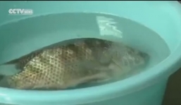 Thực hư hóa chất Trung Quốc làm cá chết sống lại