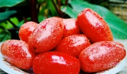 Quả nhót và tác dụng bất ngờ, ít biết