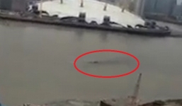 Quái vật hồ Loch Ness bí ẩn bơi qua sông Thames?