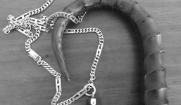 Có thực sự tồn tại sừng dinh rắn nửa tỷ trị bách bệnh?