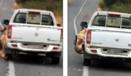 Video kéo lê chó trên đường bằng xe tải đến chết gây phẫn nộ