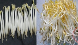 Cách nhận biết giá đỗ sạch và giá 'ngậm' hóa chất 