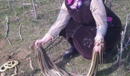 Cụ bà diệt cùng lúc 80 con rắn khi đang làm vườn