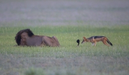 Hy hữu: Chó rừng giỡn mặt, cắn đuôi sư tử đực