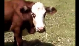 Video: Kỳ lạ chú bò ăn tạp 'xơi' cả rắn