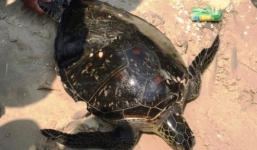 Ngư dân Quảng Bình bắt được rùa biển quý hiếm nặng 25kg