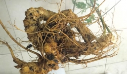 Tam thất rừng 30 năm tuổi giá 20 triệu/kg