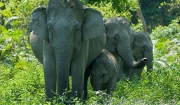 Voi dữ giẫm chết 5 người trong một gia đình đang ngủ say