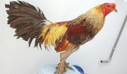Độc đáo gà vảy rồng giá hàng chục triệu đồng
