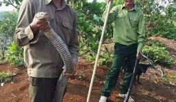 Hãi hùng cảnh tượng chàng trai tay không bắt rắn khủng