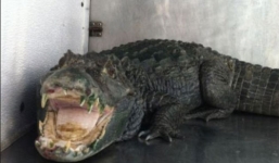 Video: Khách ném cá sấu 1m vào nhà hàng, nhân viên trèo cửa sổ bỏ chạy