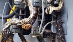Hai con rắn khổng lồ được phát hiện trong hộp điện