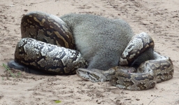 Cận cảnh khoảnh khắc trăn khổng lồ siết chặt, nuốt chửng khỉ