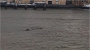 Video: Lộ diện 'quái vật' trên sông Thames