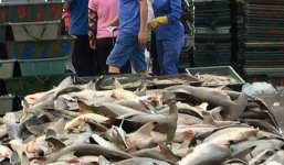 Hàng trăm con cá mập quý bán đổ đống với giá cực bèo ở Trung Quốc