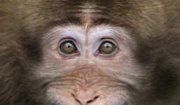 Thú vị với hình ảnh động vật cười tít mắt cực ngộ nghĩnh