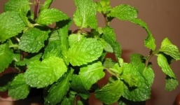 Lợi ích tuyệt vời của rau húng lủi