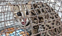Mèo rừng quý hiếm lạc vào nhà dân ở Đà Nẵng