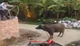 Nam sinh lớp 3 chết thương tâm vì bị trâu kéo lê