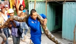 Video: Bắt trăn khổng lồ dài gần 8m