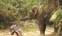 Voi ngà lệch từ rừng xông ra tấn công người dân ở Đồng Nai
