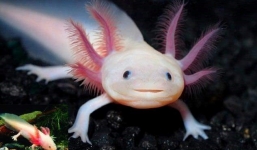 Cá “khủng long 6 sừng” nửa triệu/cặp hút khách Hà Nội