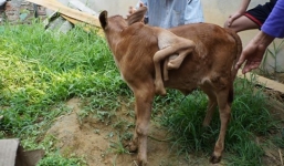 Hé lộ sự thật về bê con có 7 chân gây xôn xao ở Nghệ An