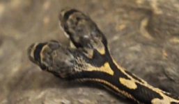 Video: Cận cảnh rắn 2 đầu cực hiếm