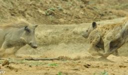 Lợn rừng hung hãn rượt linh cẩu chạy thục mạng