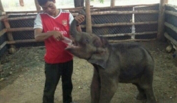 Voi mẹ không cho voi con nhập đàn vì...có hơi người